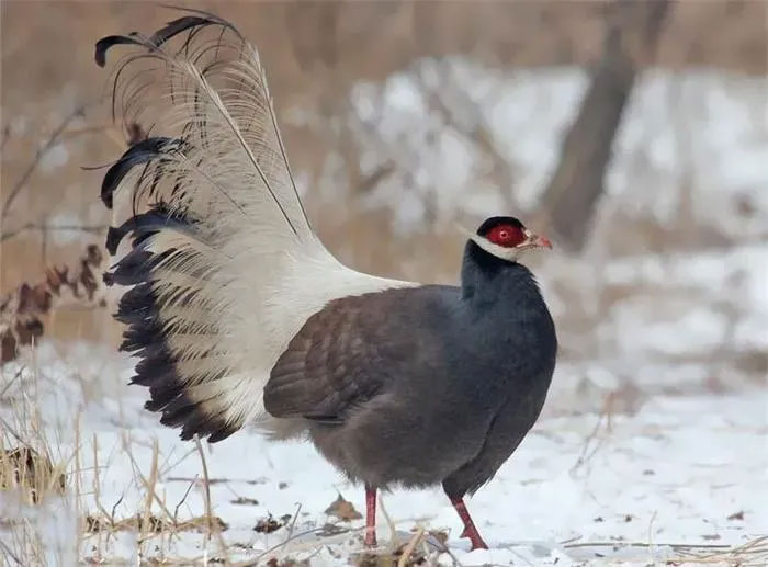 Picture 9 of Rare breed of flying chicken, only found in China