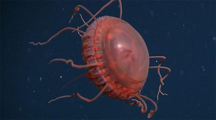 Rare footage of newly identified deep-sea jellyfish Picture 1