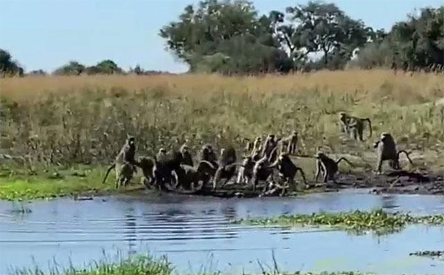 Picture 1 of Rare moment: Baboon attacks crocodile, rescues its fellow