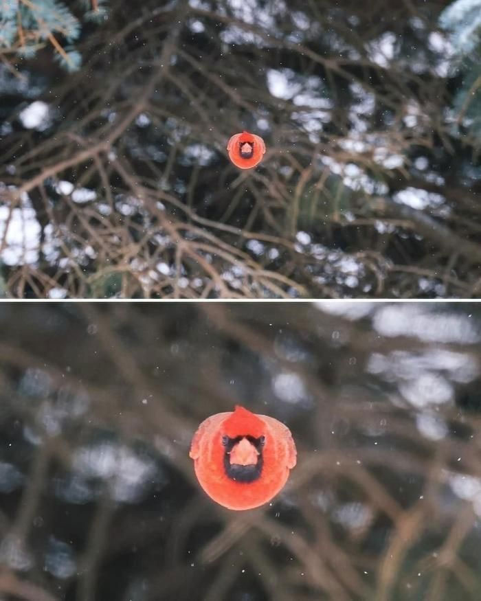Picture 1 of Rare moment: The bird flew straight towards the camera, creating a 1-0-2 photo