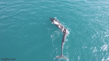 Rare sight of giant whale with deformities Picture 1