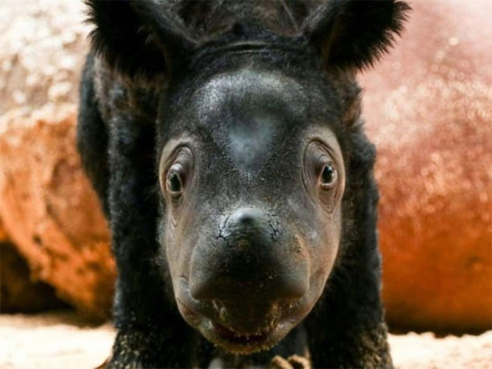 Rare Sumatran rhinoceros birth brings hope to endangered species Picture 1