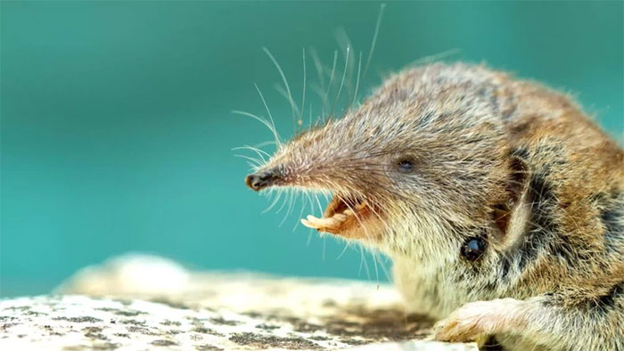Rare virus that causes nearly 100% death suddenly 're-emerges' Picture 2