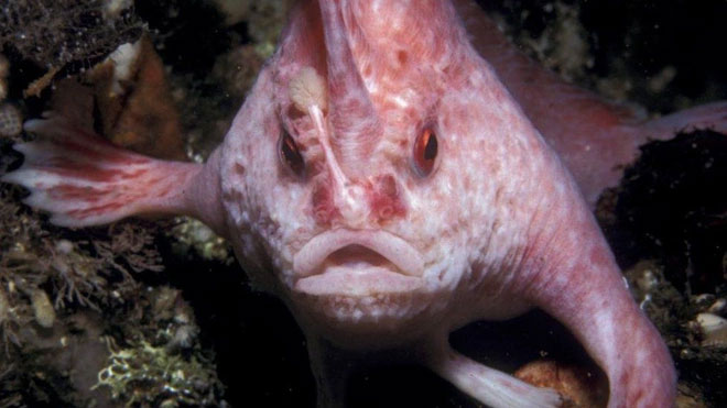 Picture 1 of Rare 'walking' red snapper reappears in Australia