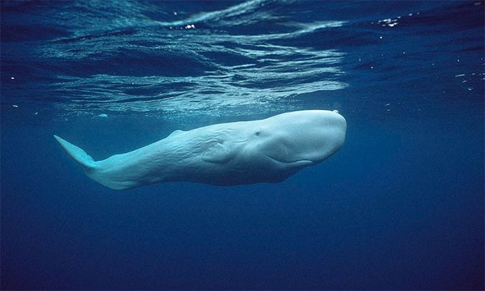 Picture 1 of Rare white sperm whale discovered