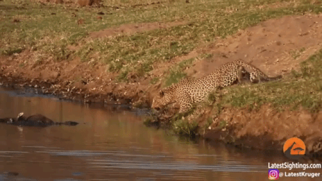 Picture 1 of Recklessly stealing the crocodile's bait, the jaguar almost died