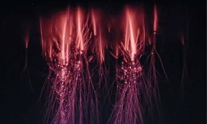 Picture 4 of 'Red Jellyfish' - a rare beautiful scene but also an obsession of astronauts