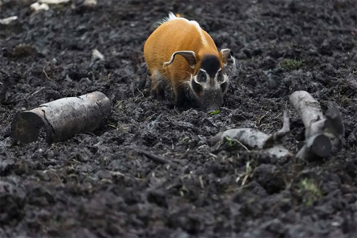 Picture 7 of Red river hog - The most handsome pig in nature