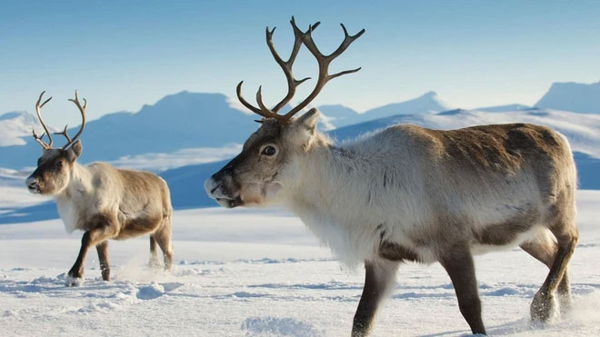 Reindeer can change eye color to 'match' the long winter months Picture 2