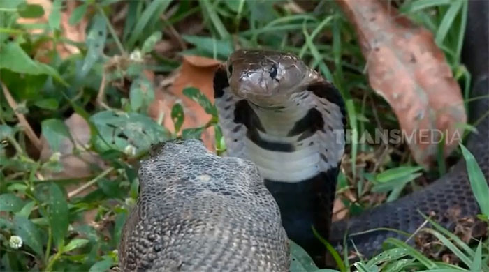 Picture 1 of Relying on its position as a poisonous snake, the king cobra attacked the monitor lizard, but unexpectedly received a 'heavenly' counterattack from its opponent.