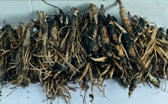 Picture 3 of 'Rescuing' ginseng with tissue culture