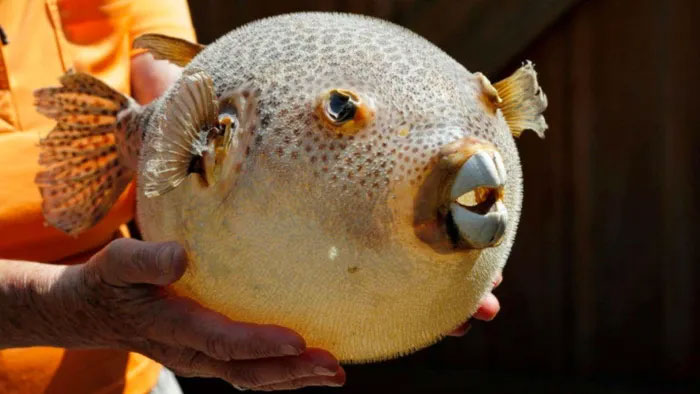 Research to create pain reliever from puffer fish toxins Picture 1