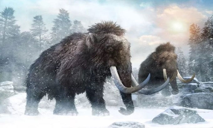 Picture 1 of Researcher wants to release thousands of mammoths in the Arctic