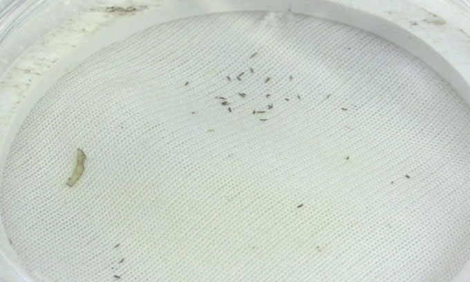 Picture 1 of Researchers develop 'armor' that prevents insects from eating crops