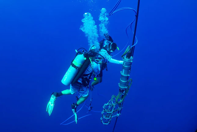 Picture 3 of Researchers learn the language of... whales and sperm whales