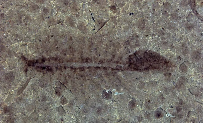 Picture 1 of Revealing a 100-million-year-old asexual shrimp species
