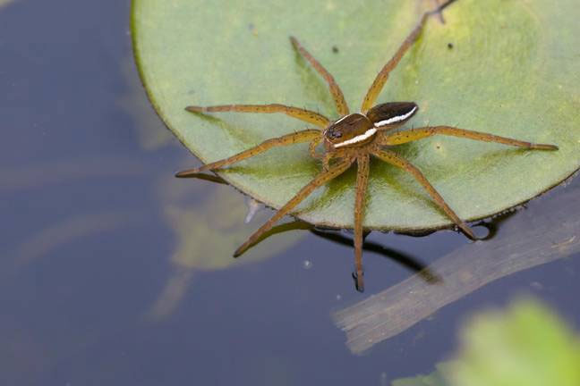 Picture 1 of Reviving the UK's largest spider