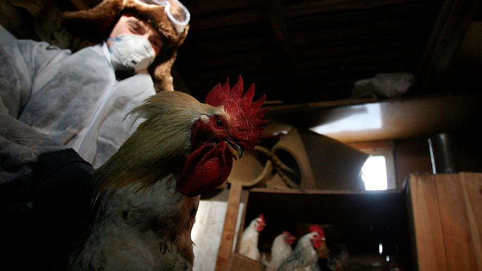 Picture 1 of Russia discovered a new type of H5N8 flu that spread from animals to humans