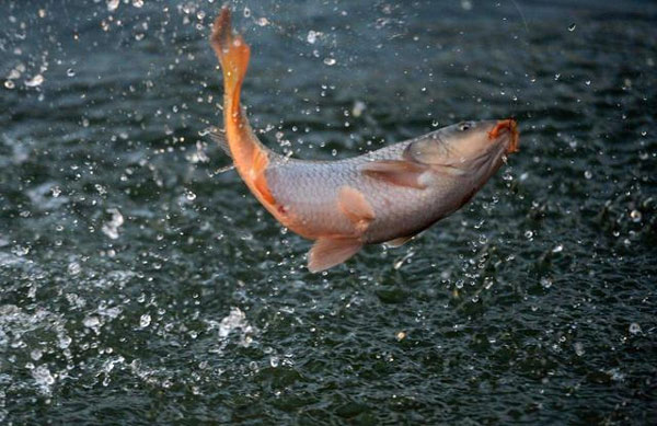 Picture 3 of Sacred lake in China: 800,000 tons of shrimp and fish but no one dares to catch it