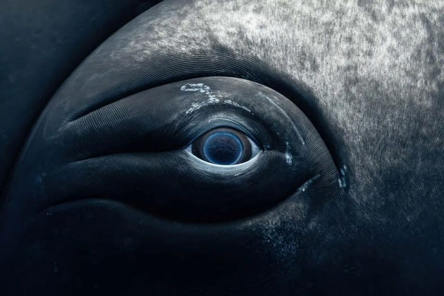 Sad Eyes of the Ocean: The Story Behind the Stunning Beauty! Picture 1