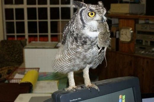 Picture 3 of Saving the injured owl's life, the man was thoughtfully 'gifted' for several years after that