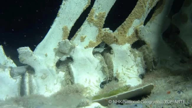 Picture 1 of Scanning cameras at the bottom of Antarctica, experts discover unusual 'party' in whale graveyard