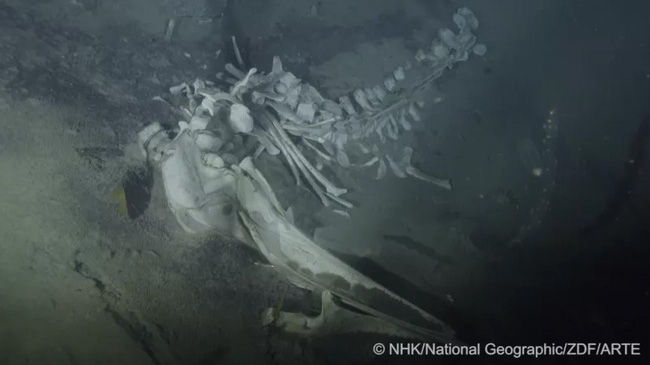 Picture 2 of Scanning cameras at the bottom of Antarctica, experts discover unusual 'party' in whale graveyard