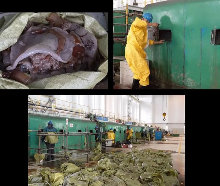 Picture 1 of Scene of more than 150 tons of jellyfish destroying a power plant in China