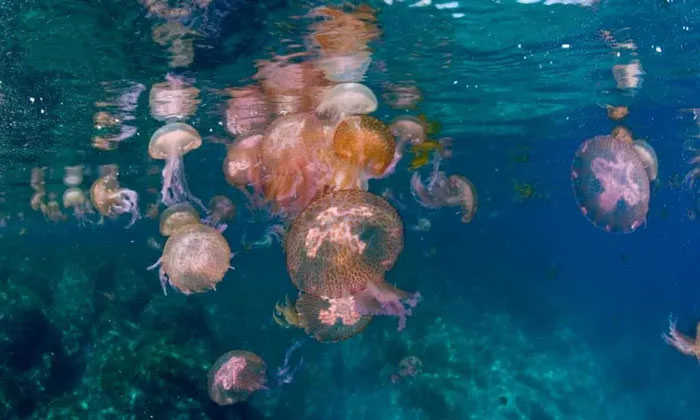 Picture 2 of Scene of more than 150 tons of jellyfish destroying a power plant in China