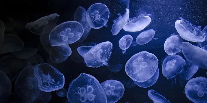 Picture 3 of Scene of more than 150 tons of jellyfish destroying a power plant in China