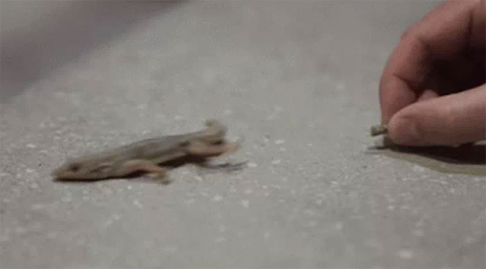 Science deciphers the paradox of the lizard's tail for the first time Picture 1