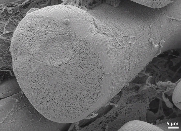 Science deciphers the paradox of the lizard's tail for the first time Picture 2