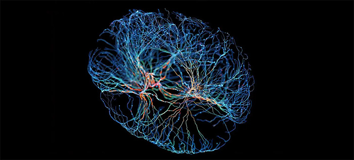 Picture 1 of Science has found a mechanism to help the brain turn experiences into long-term memories, you can also try it