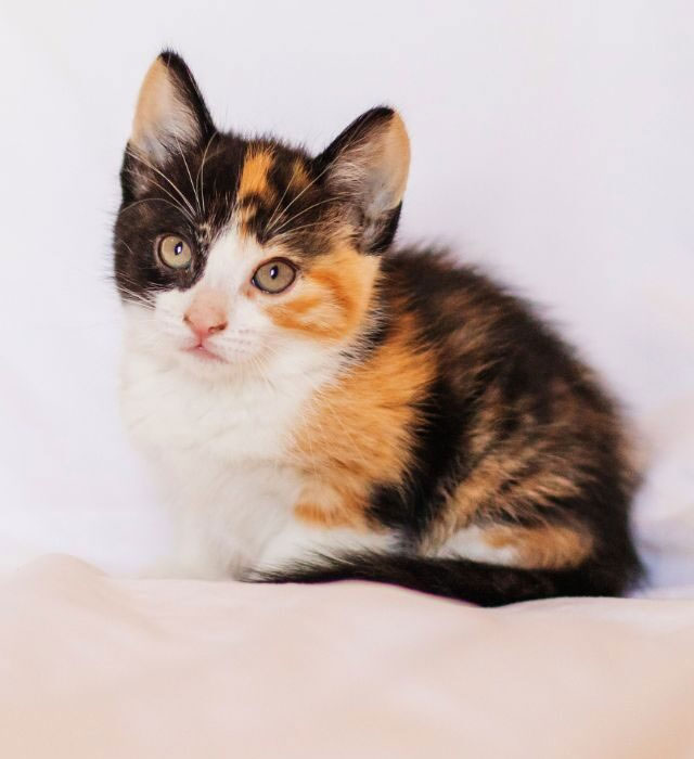 Picture 5 of Scientific discovery may solve 10,000-year-old mystery inside calico cat's fur