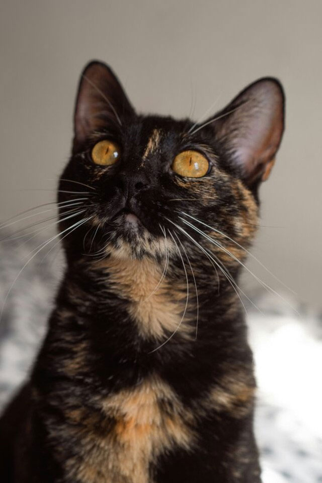 Picture 6 of Scientific discovery may solve 10,000-year-old mystery inside calico cat's fur