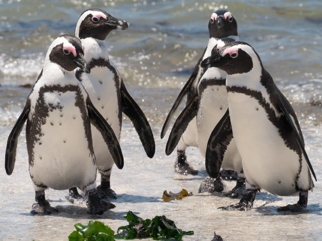 Scientists are surprised because penguins know how to 'fake' voices Picture 1