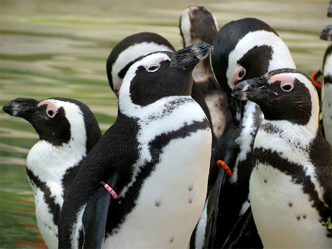 Scientists are surprised because penguins know how to 'fake' voices Picture 2