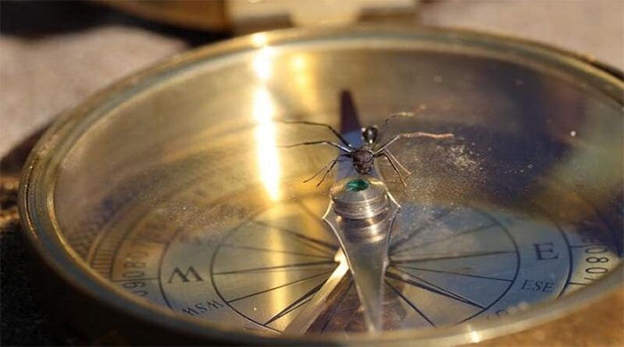 Picture 1 of Scientists discover how desert ants navigate