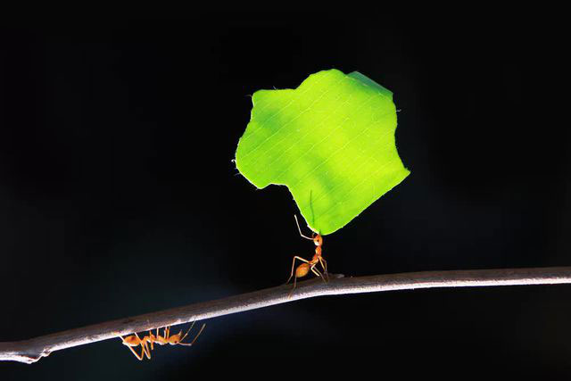 Picture 1 of Scientists discover the first species of mouse that can grow crops