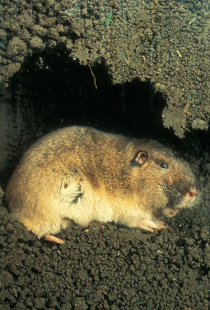 Picture 10 of Scientists discover the first species of mouse that can grow crops