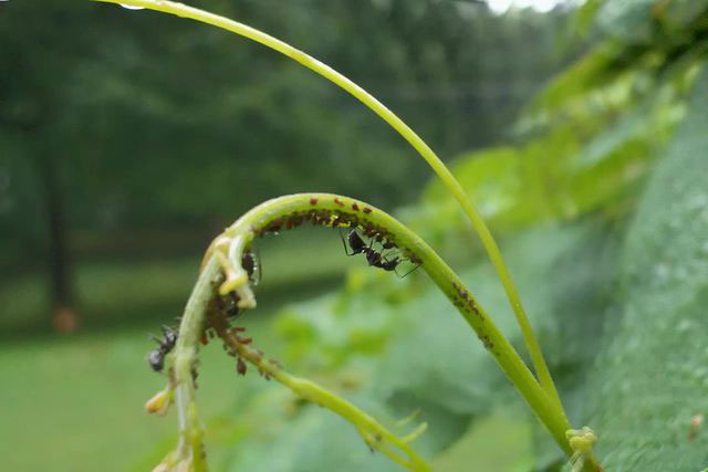 Picture 2 of Scientists discover the first species of mouse that can grow crops