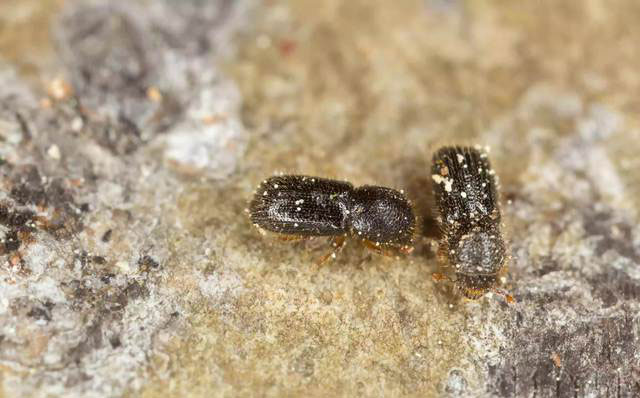 Picture 4 of Scientists discover the first species of mouse that can grow crops