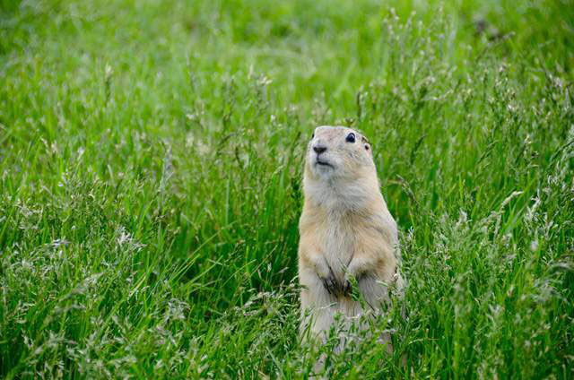 Picture 8 of Scientists discover the first species of mouse that can grow crops