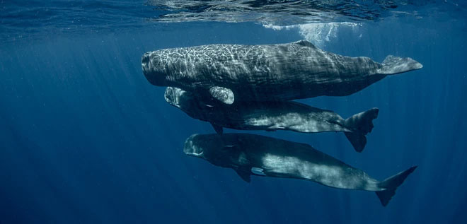 Picture 2 of Scientists find ways to talk to sperm whales, what will they tell us?