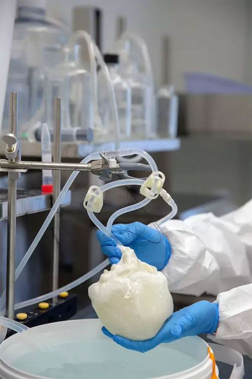 Scientists grow hearts to transplant to humans Picture 2