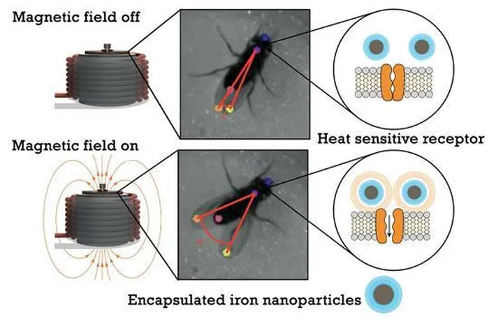 Picture 1 of Scientists have been able to control fly brains remotely
