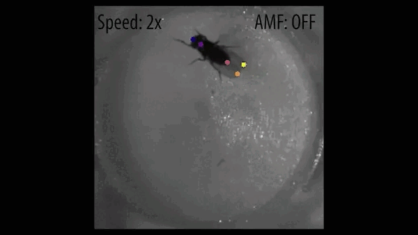 Picture 2 of Scientists have been able to control fly brains remotely