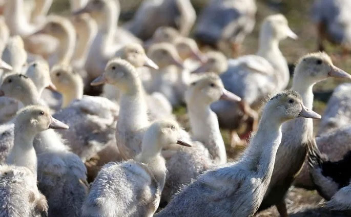 Picture 1 of Scientists have found the gene 'key' to prevent avian flu virus from spreading to humans