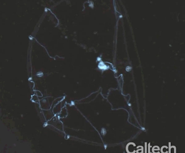 Picture 3 of Scientists have just discovered a way to read the mind of jellyfish, which have no brains