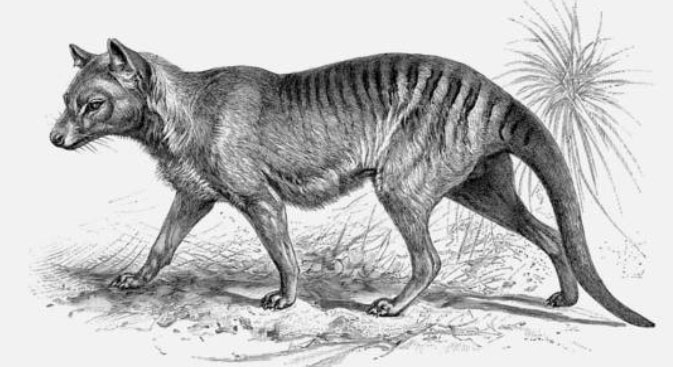 Picture 1 of Scientists hope to revive the extinct Tasmanian tiger